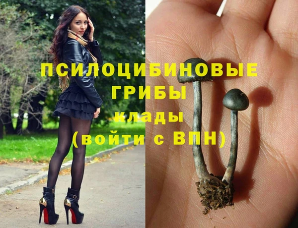 гашик Дмитров